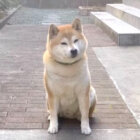 柴犬,動画