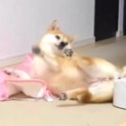 柴犬,動画