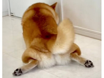 柴犬,動画