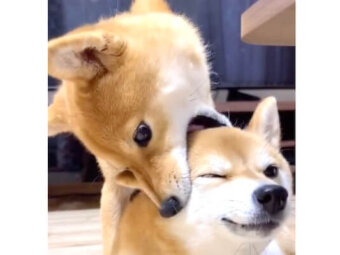 柴犬,動画