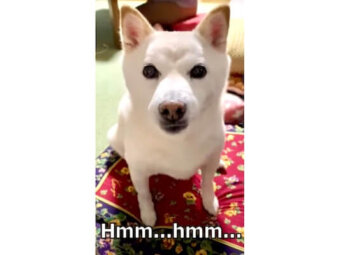 柴犬,動画
