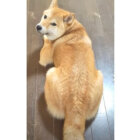 柴犬,動画
