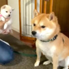 柴犬,動画