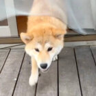 柴犬,動画