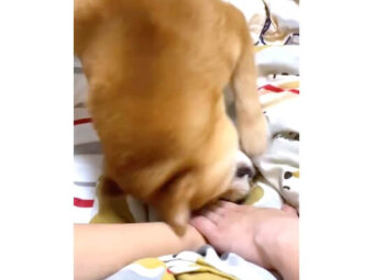 柴犬,動画
