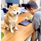 柴犬,動画