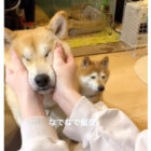 柴犬,動画