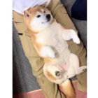 柴犬,動画
