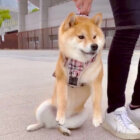 柴犬,動画