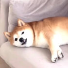 柴犬,動画