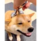 柴犬,動画