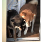 柴犬,動画