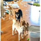 柴犬,動画