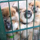 柴犬,動画