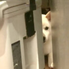 柴犬,動画
