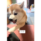 柴犬,動画