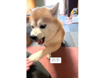 柴犬,動画