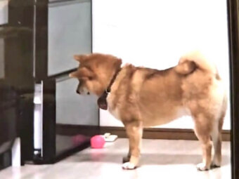 柴犬,動画