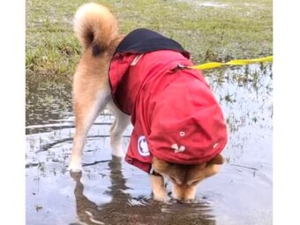 柴犬,動画