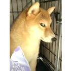 柴犬,動画