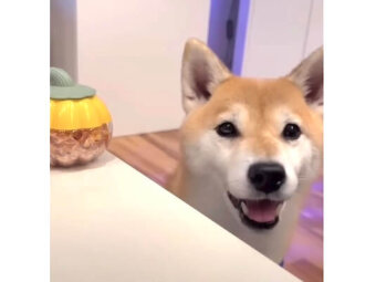 柴犬,動画