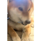 柴犬,動画
