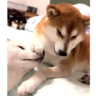 柴犬,動画