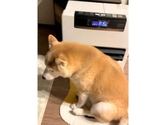 柴犬,動画