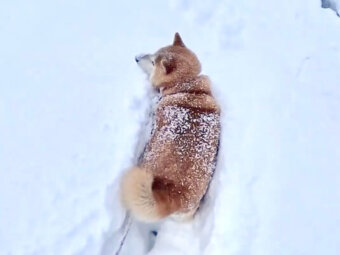 柴犬,動画