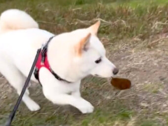 柴犬,動画