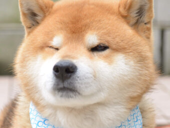 柴犬動画