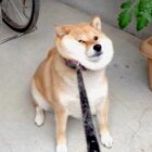 柴犬