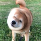 柴犬