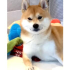 柴犬,動画