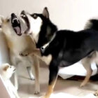 柴犬,動画