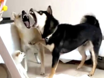柴犬,動画