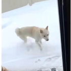 柴犬,動画