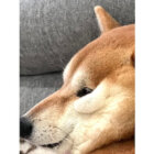 柴犬,動画
