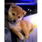 柴犬,動画