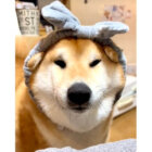 柴犬,動画