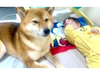 柴犬,動画