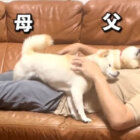 柴犬,動画