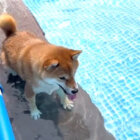 柴犬,動画