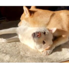 柴犬,動画
