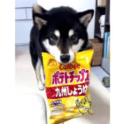 柴犬,動画