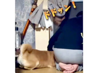 柴犬,動画