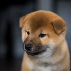 柴犬,基本情報