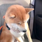 柴犬,動画