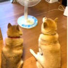 柴犬,動画