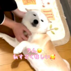 柴犬,動画